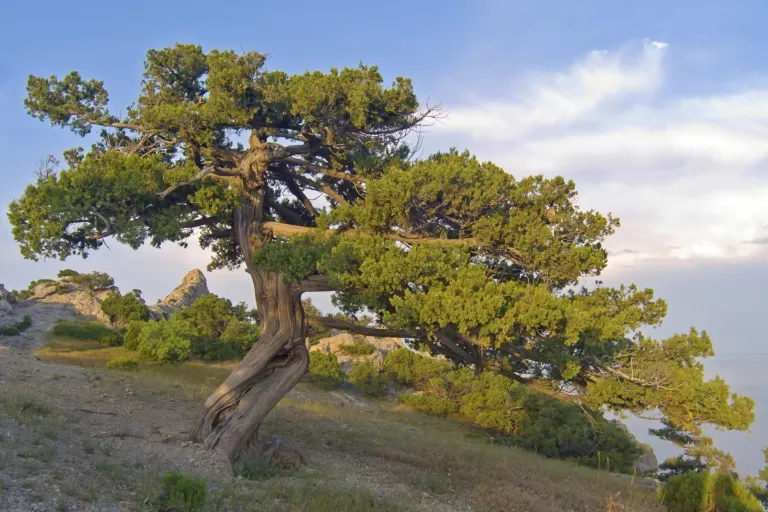 Juniper Tree